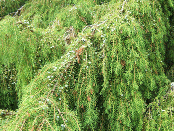 Juniperus rigida
