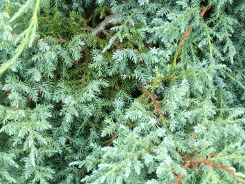 Juniperus wilsonii