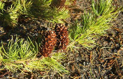 Larix occidentalis
