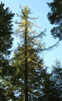 Larix occidentalis