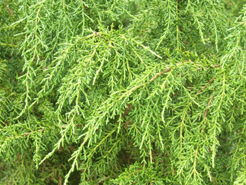 Microstrobos niphophilus