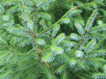 Picea brachytyla