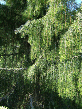 Picea breweriana