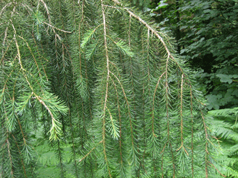 Picea breweriana