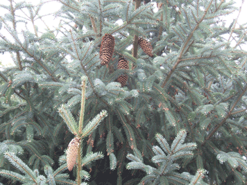 Picea likiangensis