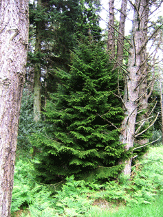 Picea orientalis