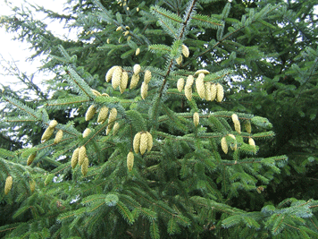Picea sitchensis