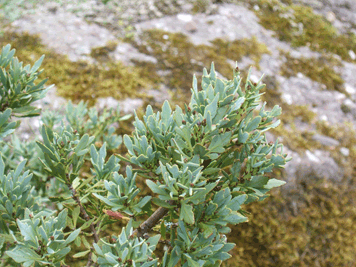 Phyllocladus alpinus