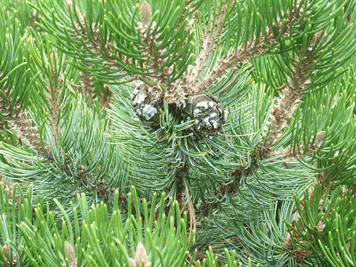 Pinus culminicola