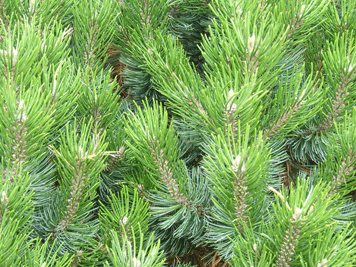 Pinus culminicola
