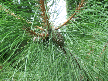 Pinus densata