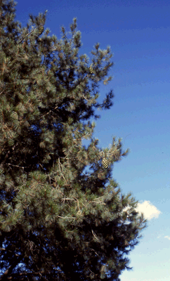 Pinus maximartinezii