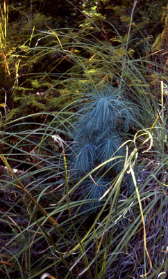 Pinus maximartinezii
