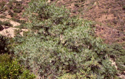 Pinus maximartinezii