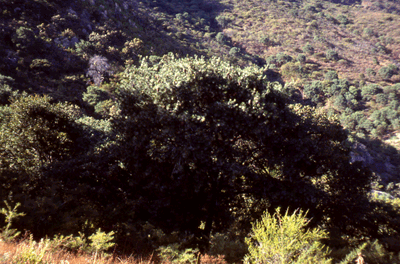 Pinus maximartinezii