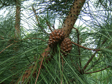 Pinus muricata