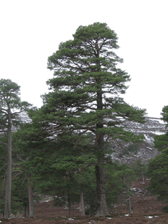 Pinus sylvestris