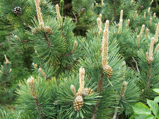 Pinus mugo uncinata
