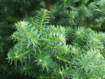 Podocarpus nubigenus