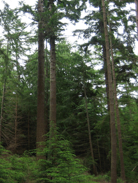 Pseudotsuga menziesii