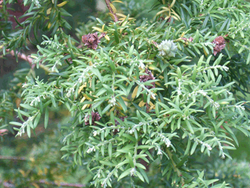 Saxegothea conspicua