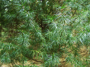 Sciadopitys verticillata
