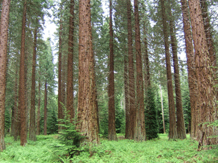 Sequoiadendron giganteum