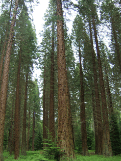 Sequoiadendron giganteum