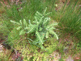 Tsuga heterophylla