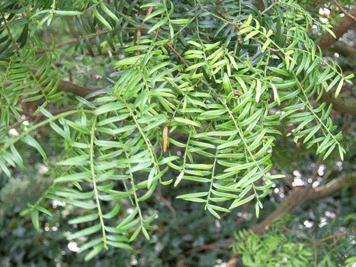 Taxus sumatrana