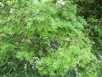 Taxus sumatrana