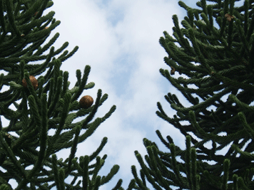 Araucaria araucana