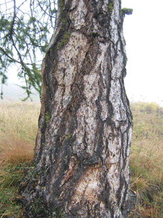 Larix decidua