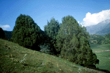 Juniperus turkestanica and semiglobosa