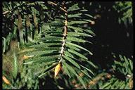 Abies bracteata - &copy; Alfred Brousseau