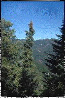 Abies bracteata - &copy; Alfred Brousseau