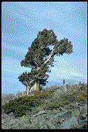 Cupressus macnabiana - &copy; Alfred Brousseau