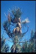 Pinus attenuata - &copy; Alfred Brousseau