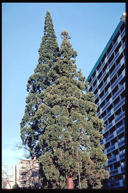 Sequoia ginganteum