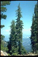 Tsuga mertensiana - &copy; Alfred Brousseau