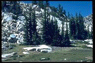 Tsuga mertensiana - &copy; Alfred Brousseau