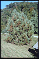 Pinus coulteri - &copy; Arboretum de Villardebelle