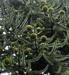 Araucaria araucana
