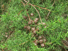 Cupressus lusitanica