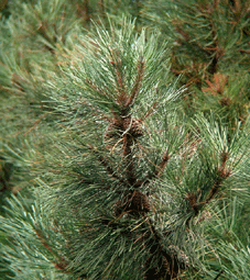 Pinus muricata