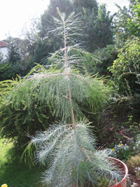 Pinus pinceana