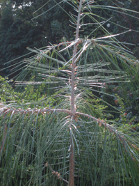 Pinus pinceana