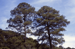 Pinus teocote