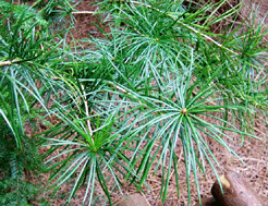 Sciadopitys verticillata