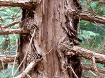 Sciadopitys verticillata